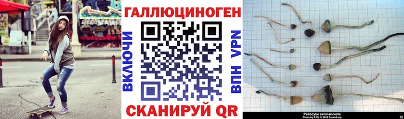 Галлюциногенные грибы GOLDEN TEACHER  где продают наркотики  Липки 